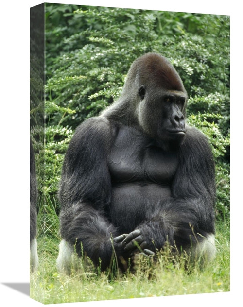 Global Gallery GCS-452385-1218-142 12 x 18 in. Western Lowland Gorilla