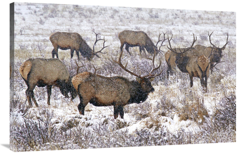 Global Gallery GCS-486605-44-142 44 in. Searching the Snowy Meadow Art