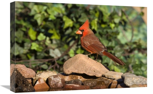 Global Gallery GCS-453350-1624-142 16 x 24 in. Northern Cardinal Male&
