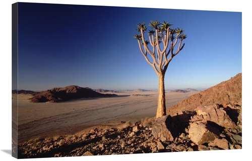 Global Gallery GCS-452923-2436-142 24 x 36 in. Quiver Tree At Dawn,