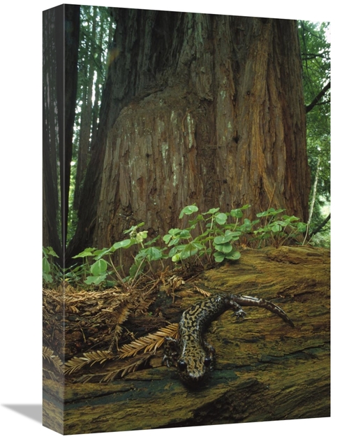 Global Gallery GCS-450722-1218-142 12 x 18 in. Pacific Giant Salamande