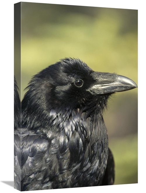Global Gallery GCS-451842-1624-142 16 x 24 in. Common Raven Portrait i