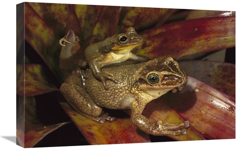 Global Gallery GCS-453125-1624-142 16 x 24 in. Bone-Headed Tree Frog M