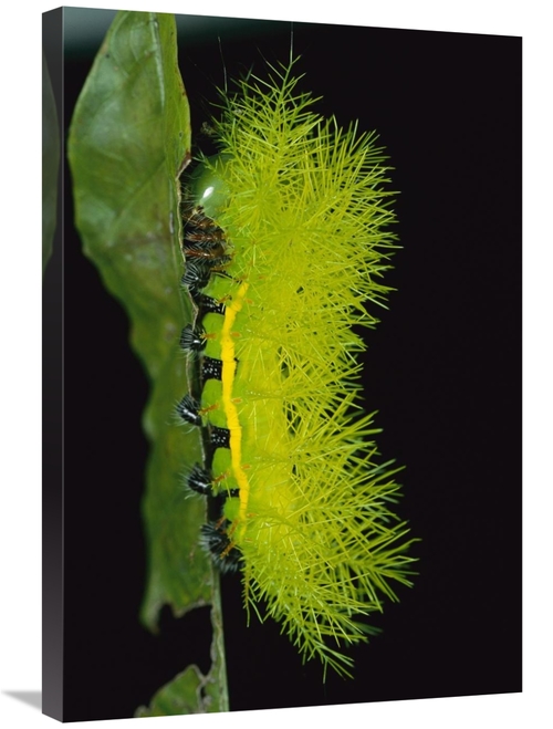 Global Gallery GCS-398561-2030-142 20 x 30 in. Cup Moth Caterpillar Ha