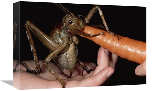 Global Gallery GCS-450697-1218-142 12 x 18 in. Giant Weta Eating A Car