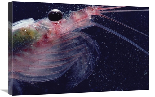 Global Gallery GCS-450633-2030-142 20 x 30 in. Antarctic Krill, An