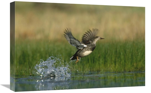 Global Gallery GCS-396297-1624-142 16 x 24 in. Gadwall Duck Taking Fli