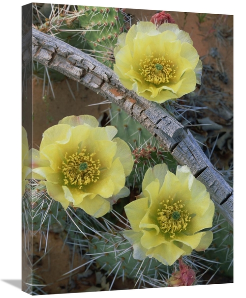 Global Gallery GCS-396210-1824-142 18 x 24 in. Plains Pricklypear Arch