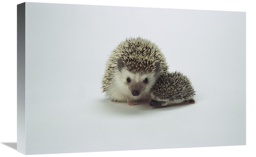 Global Gallery GCS-450843-1624-142 16 x 24 in. African Hedgehog Mother