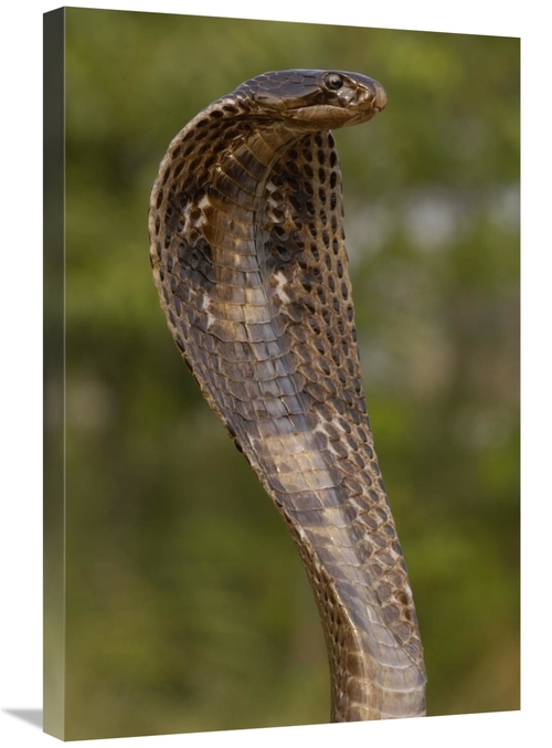 Global Gallery GCS-453066-2030-142 20 x 30 in. Spectacled Cobra with H