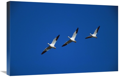 Global Gallery GCS-453311-2030-142 20 x 30 in. Snow Geese Flying in Fo