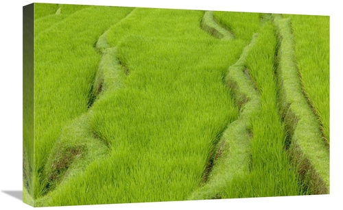 Global Gallery GCS-398085-1624-142 16 x 24 in. Terraced Rice Paddy,