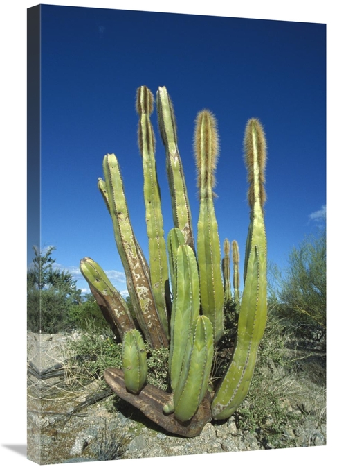 Global Gallery GCS-395631-2030-142 20 x 30 in. Old Man Cactus in Sonor