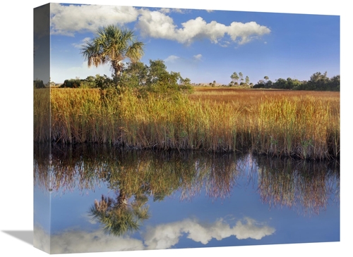 Global Gallery GCS-396553-16-142 16 in. Cabbage Palm in Wetland, F