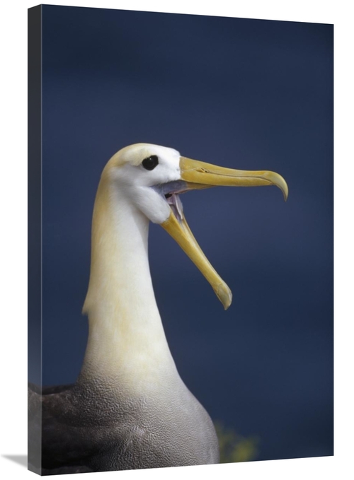 Global Gallery GCS-451408-2030-142 20 x 30 in. Waved Albatross Courtsh