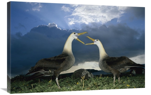 Global Gallery GCS-451738-2436-142 24 x 36 in. Waved Albatross Courtsh