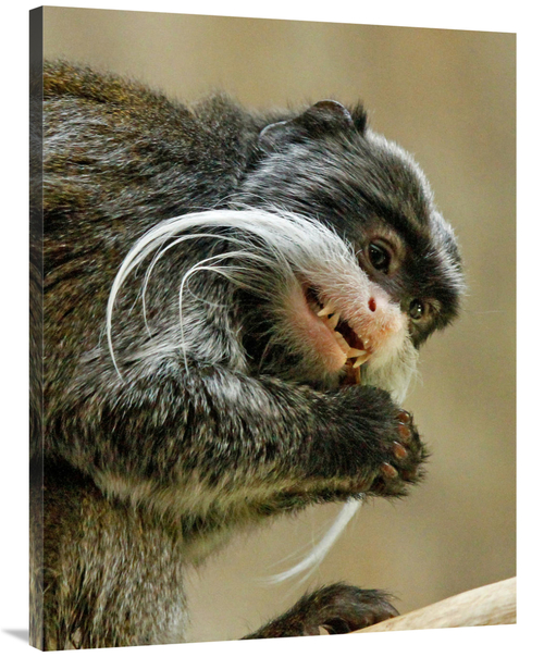 Global Gallery GCS-486557-40-142 40 in. Emperor Tamarin Art Print - Vi