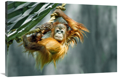 Global Gallery GCS-486595-40-142 40 in. Look What I Can Do Art Print -