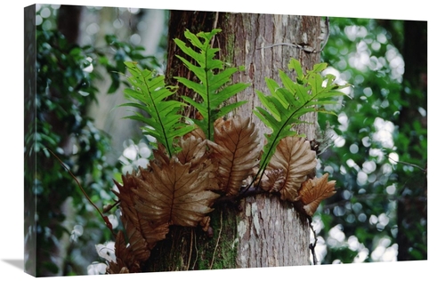 Global Gallery GCS-451014-2030-142 20 x 30 in. Borneo Fern, A Prim