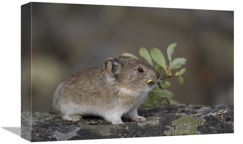 Global Gallery GCS-397997-1218-142 12 x 18 in. American Pika Carrying 