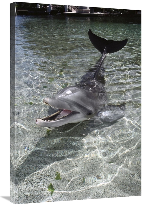 Global Gallery GCS-450731-2436-142 24 x 36 in. Dusky Dolphin Pair Surf