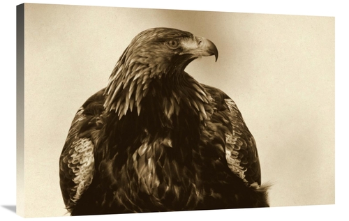 Global Gallery GCS-398052-2436-142 24 x 36 in. Golden Eagle Portrait&#