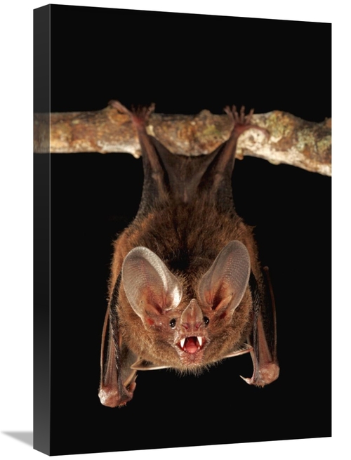 Global Gallery GCS-398575-1624-142 16 x 24 in. Fringe-Lipped Bat Roost