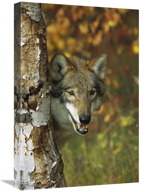 Global Gallery GCS-453313-1624-142 16 x 24 in. Timber Wolf Portrait Pe