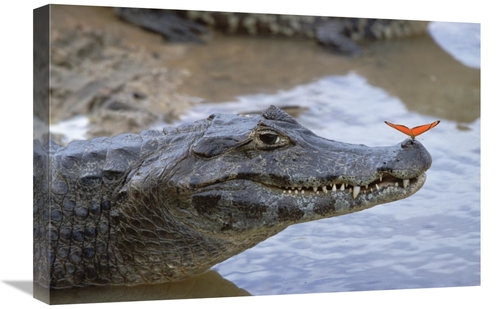 Global Gallery GCS-452528-1624-142 16 x 24 in. Spectacled Caiman with 