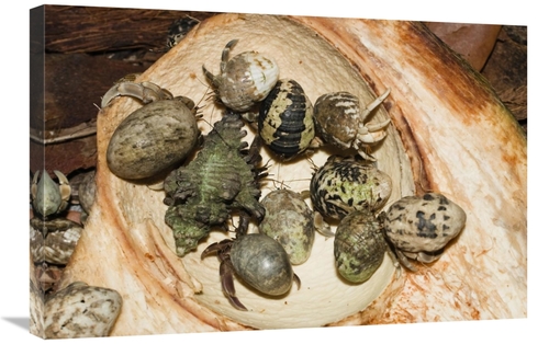 Global Gallery GCS-453624-2030-142 20 x 30 in. Hermit Crab Group Eatin