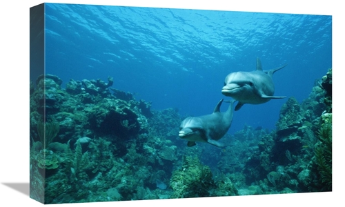 Global Gallery GCS-398502-1218-142 12 x 18 in. Bottlenose Dolphin Pair