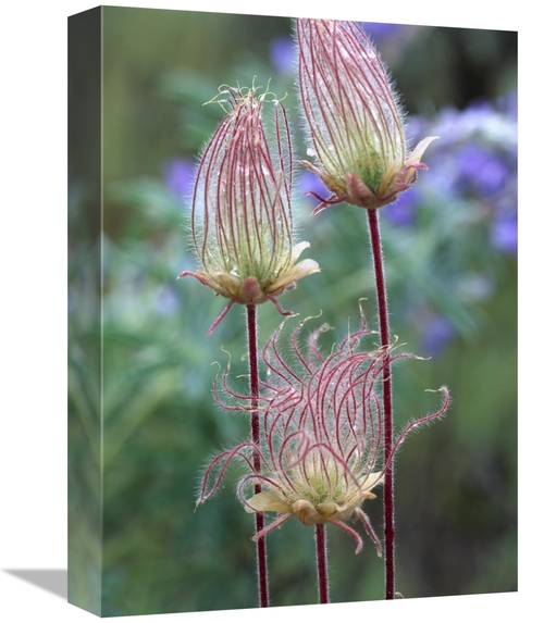 Global Gallery GCS-396454-1216-142 12 x 16 in. Prairie Smoke Okanagan 