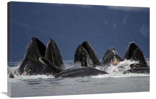 Global Gallery GCS-453559-2436-142 24 x 36 in. Humpback Whale Pod Bubb