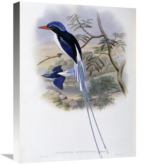 Global Gallery GCS-277778-22-142 22 in. Port-Moresby Racket-Tailed Kin
