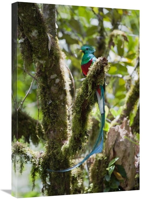 Global Gallery GCS-452660-2030-142 20 x 30 in. Resplendent Quetzal Mal