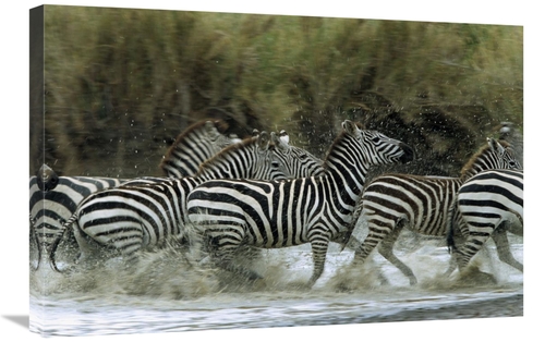 Global Gallery GCS-452552-2030-142 20 x 30 in. Burchells Zebra Herd&#4