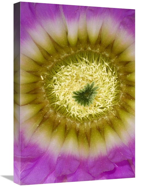 Global Gallery GCS-395864-1624-142 16 x 24 in. Lace Hedgehog Cactus Fl