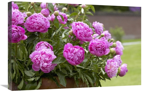 Global Gallery GCS-398365-2030-142 20 x 30 in. Peony Double Pink Varie