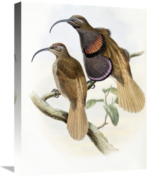 Global Gallery GCS-277738-22-142 22 in. Bennetts Bird of Paradise Art 