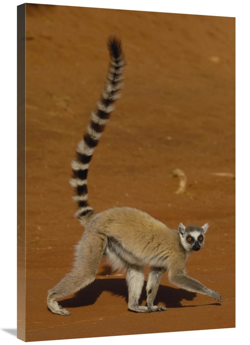 Global Gallery GCS-453236-2436-142 24 x 36 in. Ring-Tailed Lemur Walki