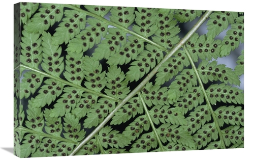 20 x 30 in. Fern Detail Showing Spore Sacks Art Print - Michael Quinto