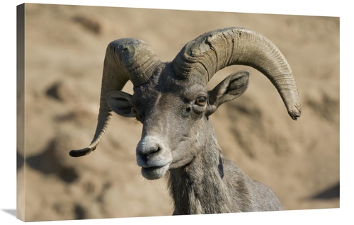 Global Gallery GCS-450911-2436-142 24 x 36 in. Bighorn Sheep Male,