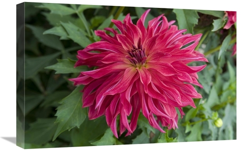 Global Gallery GCS-398343-1624-142 16 x 24 in. Dahlia Bangkok Variety 