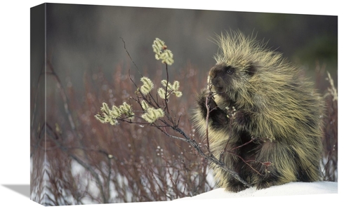 Global Gallery GCS-451867-1218-142 12 x 18 in. Common Porcupine Feedin