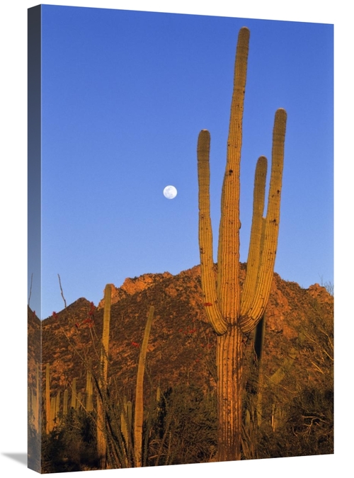 Global Gallery GCS-398525-2030-142 20 x 30 in. Saguaro Cactus in Deser