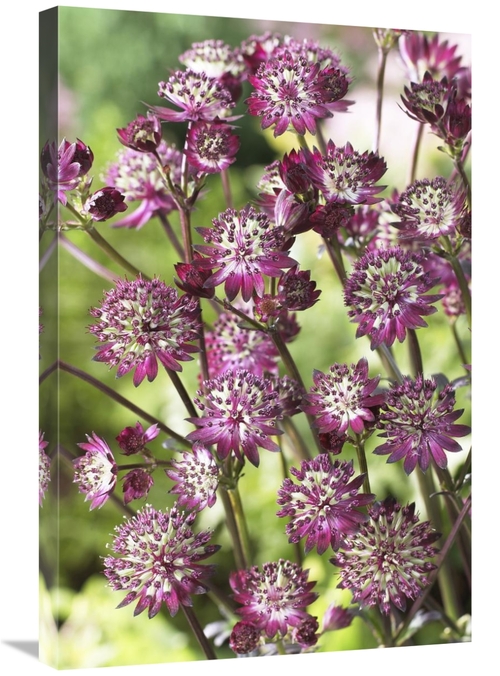 Global Gallery GCS-398392-2030-142 20 x 30 in. Astrantia Dark Shiny Ey