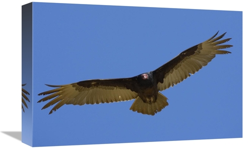 Global Gallery GCS-450871-1218-142 12 x 18 in. Turkey Vulture Soaring 