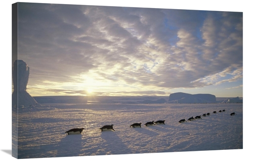 24 x 36 in. Emperor Penguins Tobogganing to Rookery, Edward VIii G