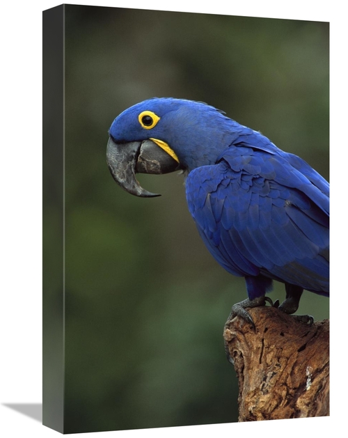 Global Gallery GCS-453121-1218-142 12 x 18 in. Hyacinth Macaw Perched 