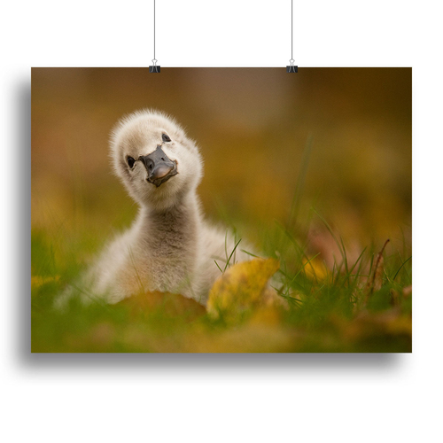Black Swan Baby Canvas Print or Poster